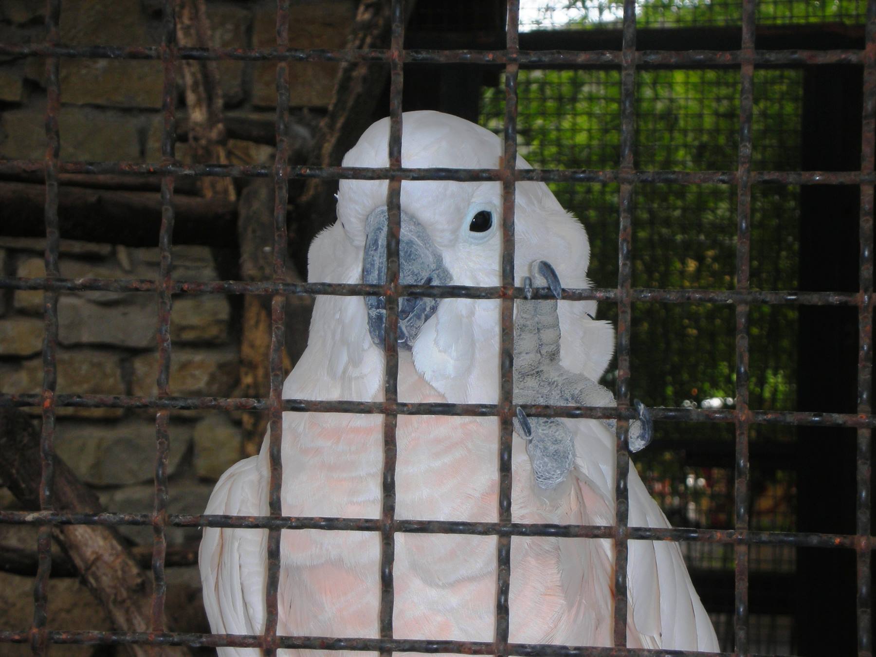 Cacatua, primo piano