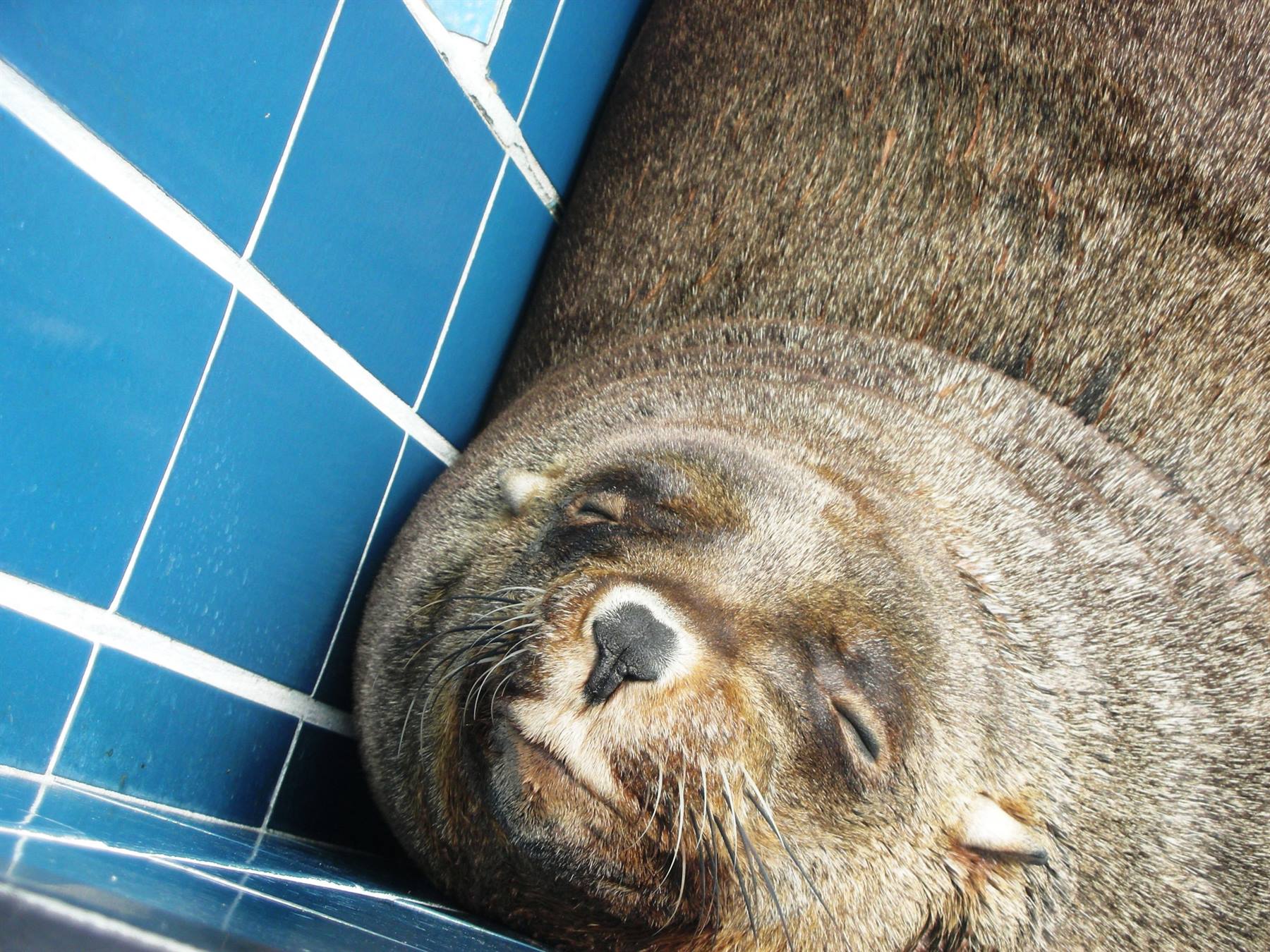 Otaria che dorme in piscina