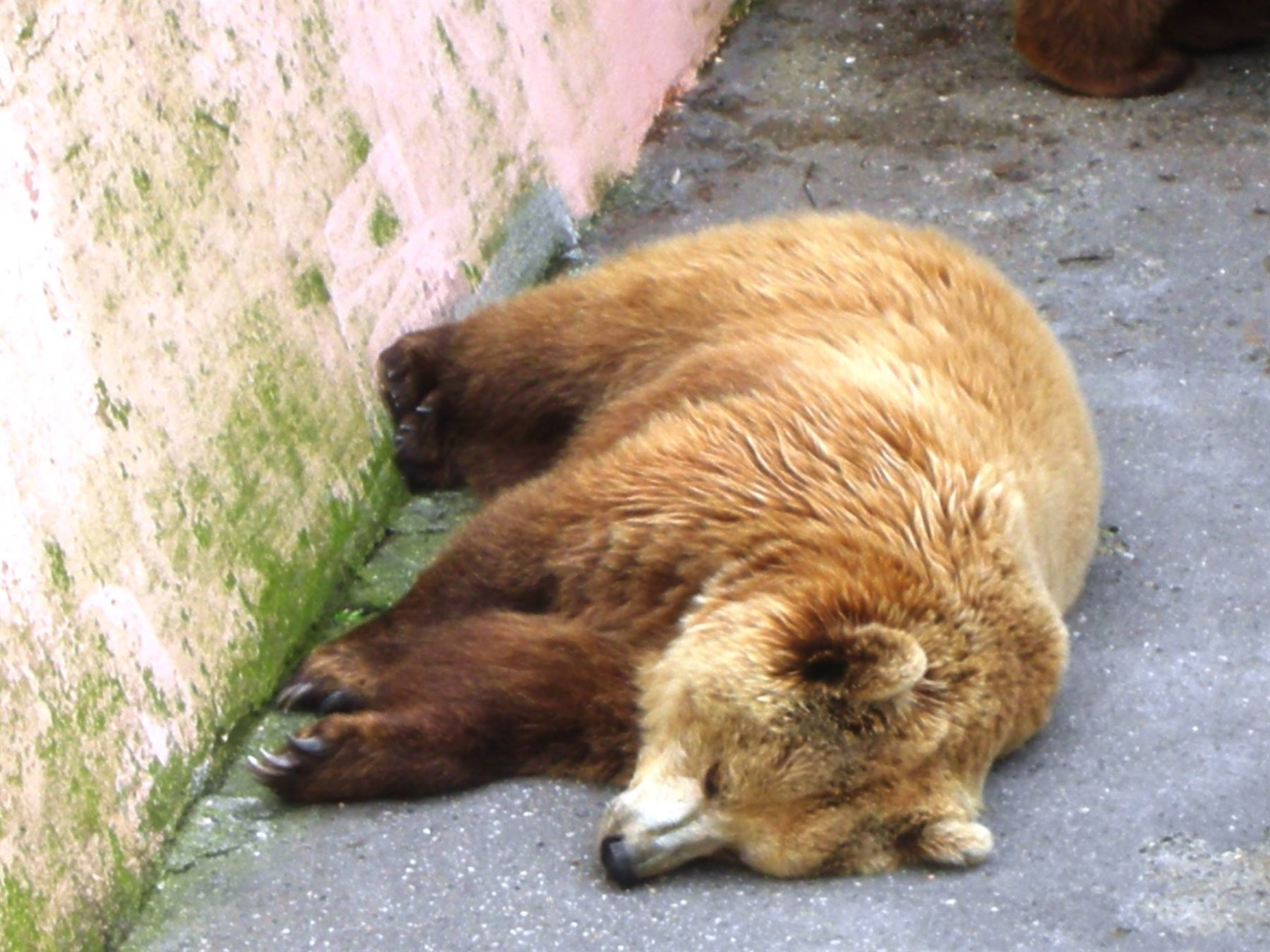 Orso Bruno