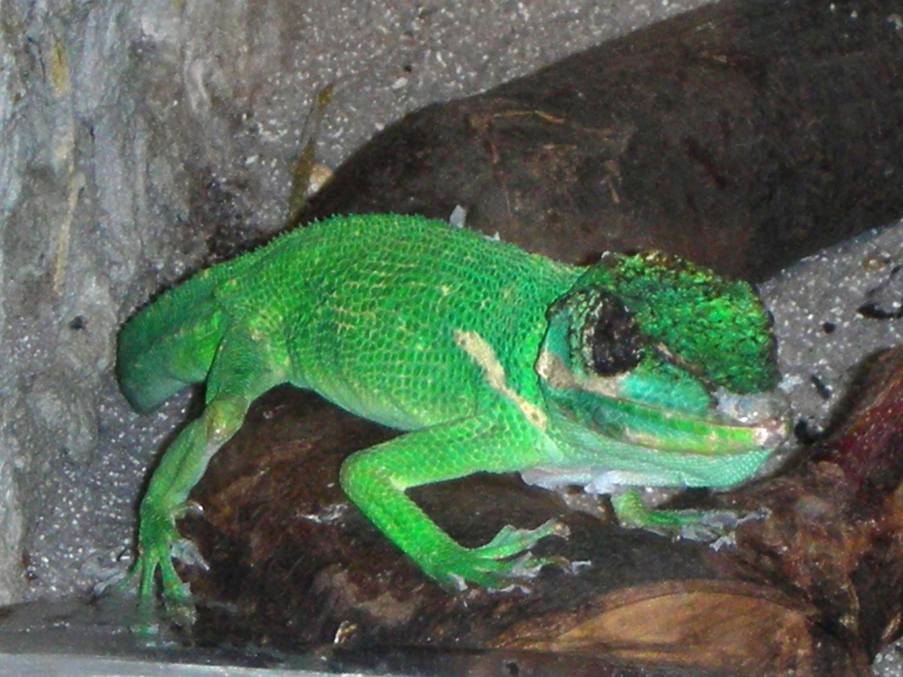 Geko