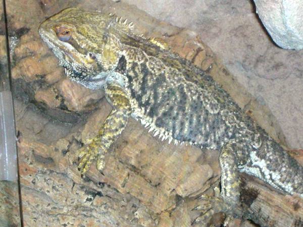 Iguana