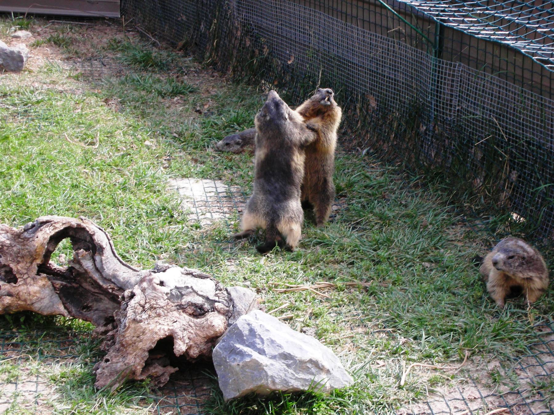 marmotte che giocano nel parco