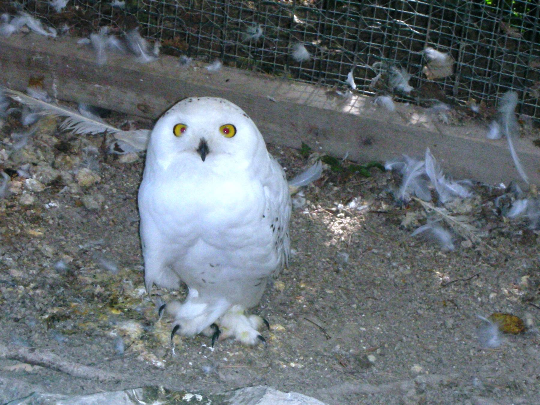 civetta