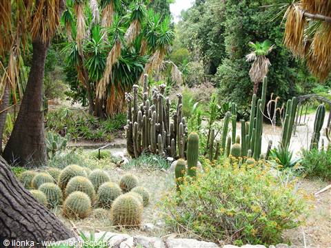 settore cactus