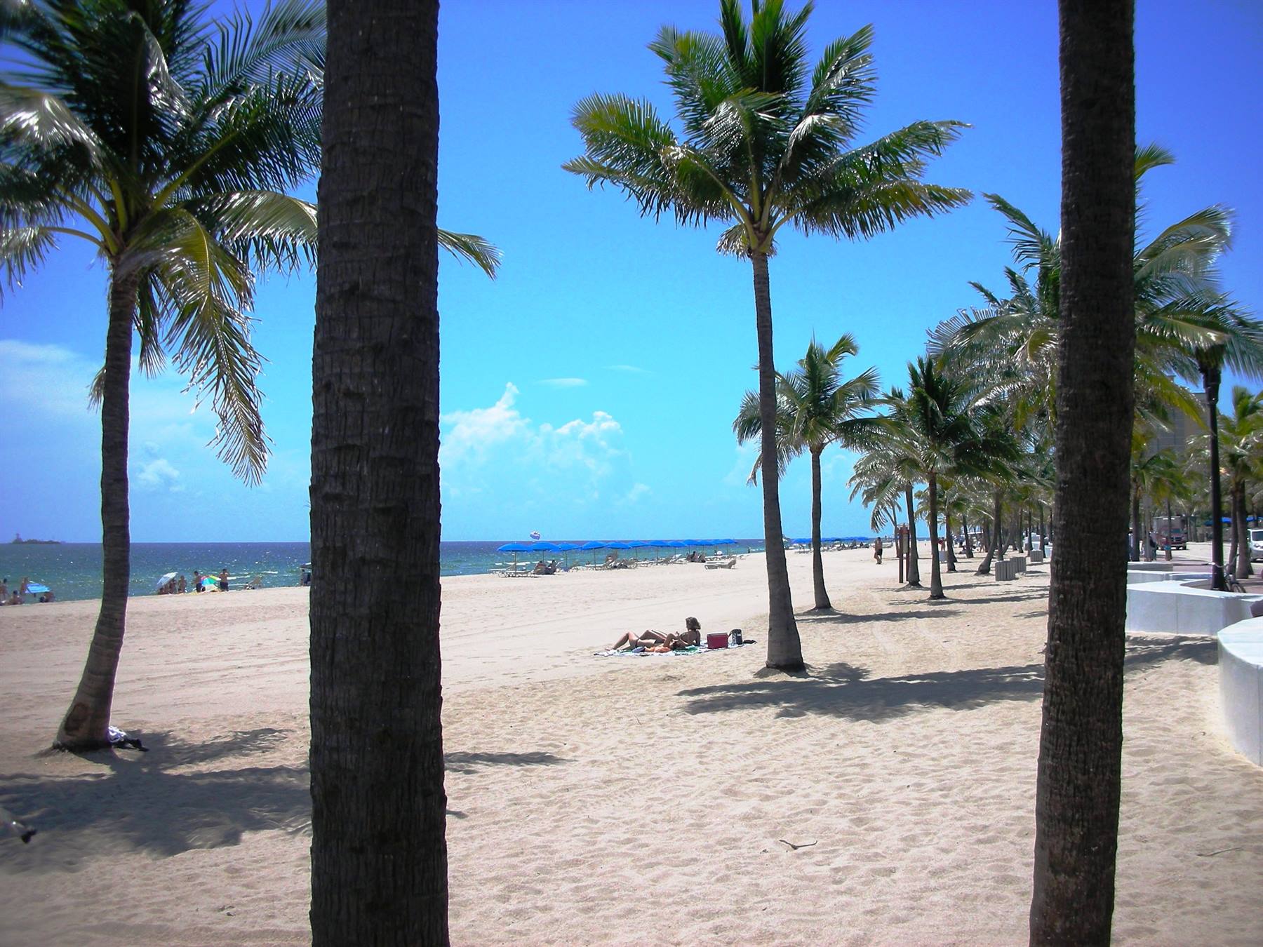 palme sulla spiaggia