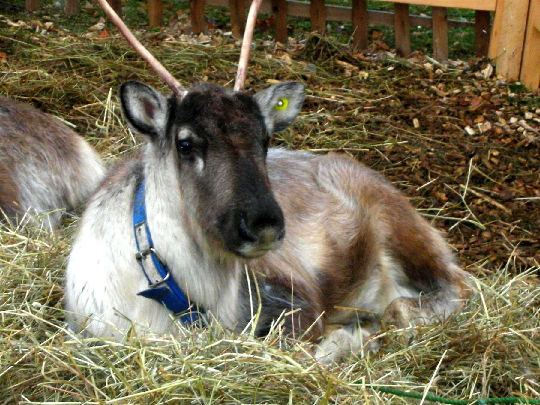 Renna del villaggio di babbo natale