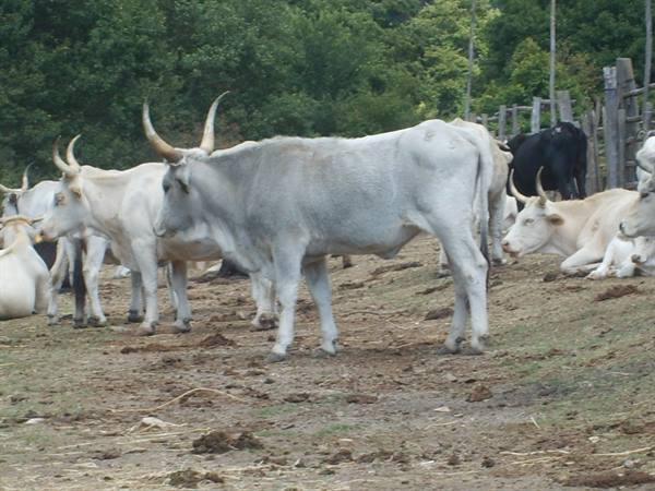 animali al pascolo
