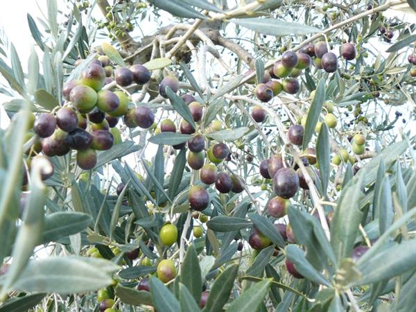 Oro della Val D'Orcia