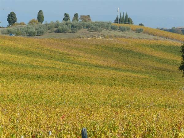 Colori D'Autunno