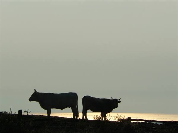 Maremma - La terra dei butteri