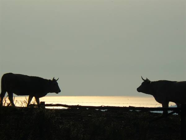 Maremma - La terra dei butteri