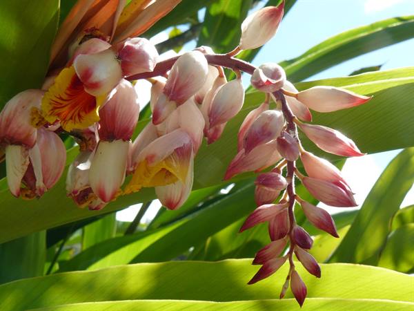 Orchidee ad Anse Volbert