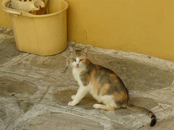 Tinos Town