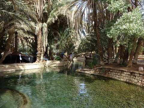 Piscina trasparente tra palme da datteri e muretti di pietra, oasi di Skoura