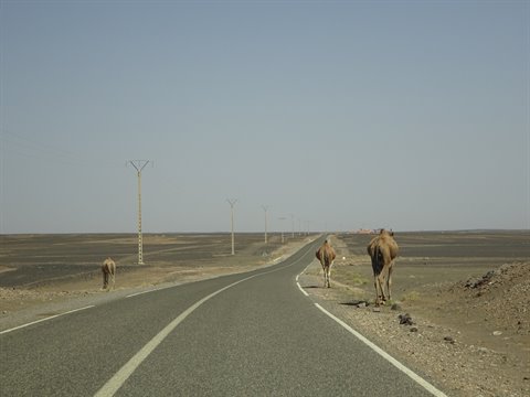 Cammelli lungo l'asfalto verso Errachidia, deserto pietroso e luce ardente