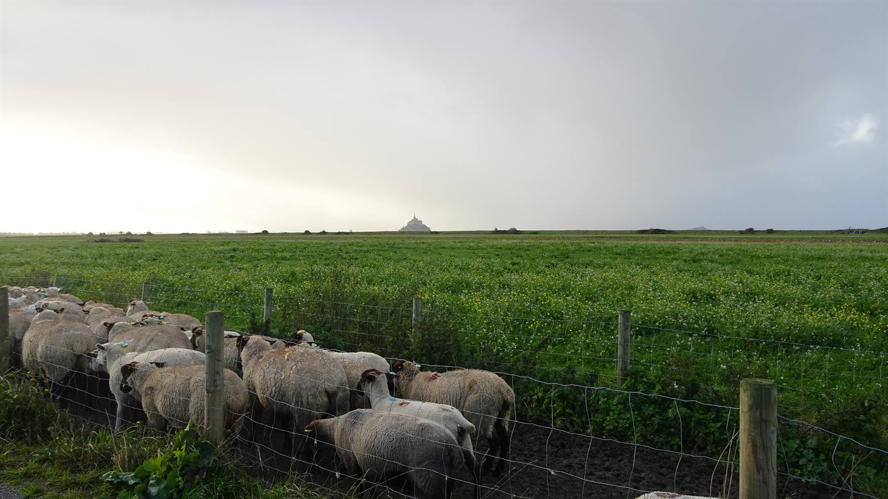 Pecore al pascolo, e in lontananza il Mont Saint-Michel ci aspetta.