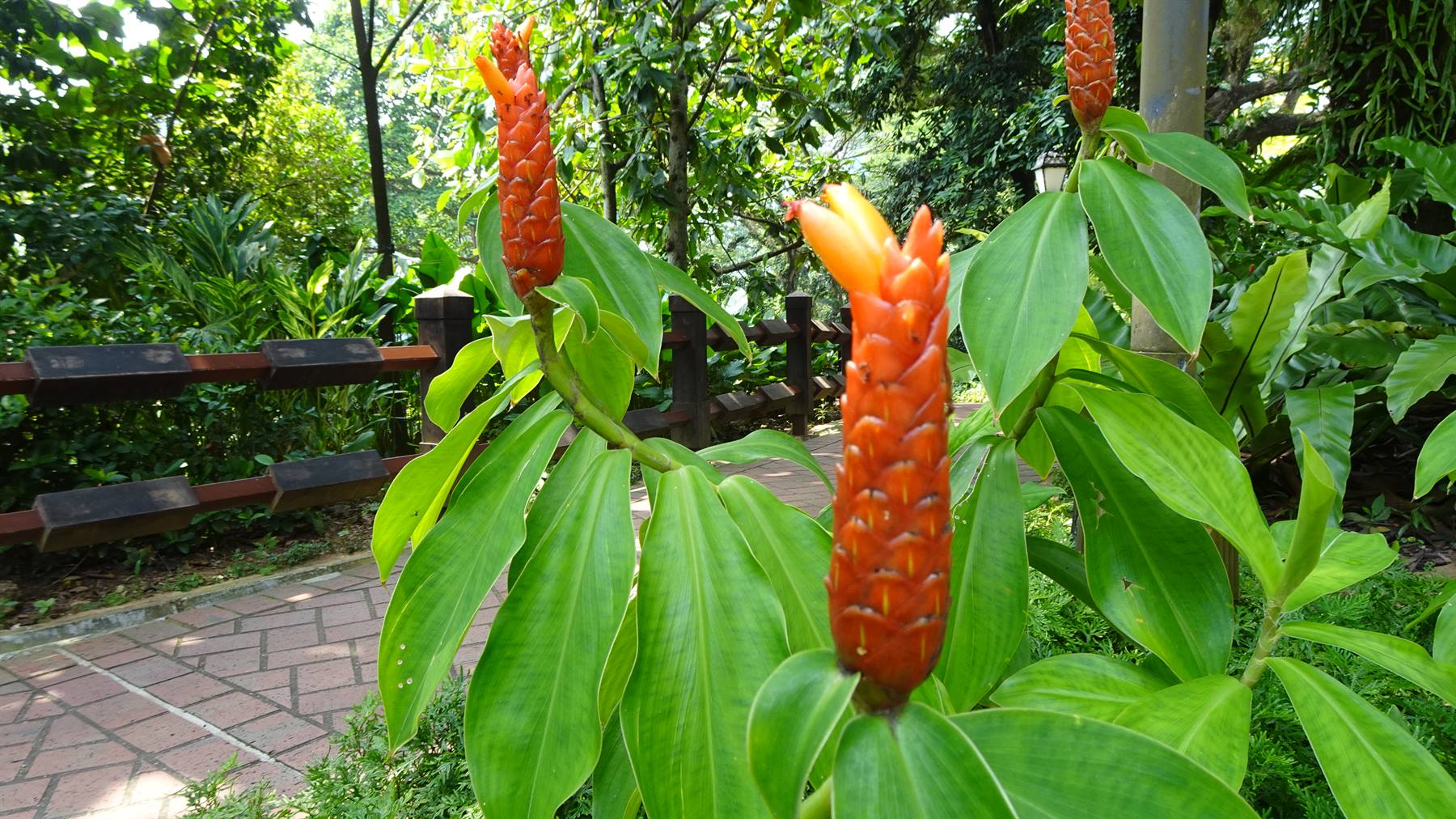 Foto di viaggio in SINGAPORE