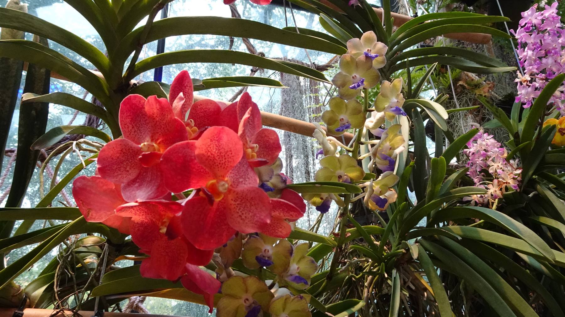 Foto di viaggio in SINGAPORE