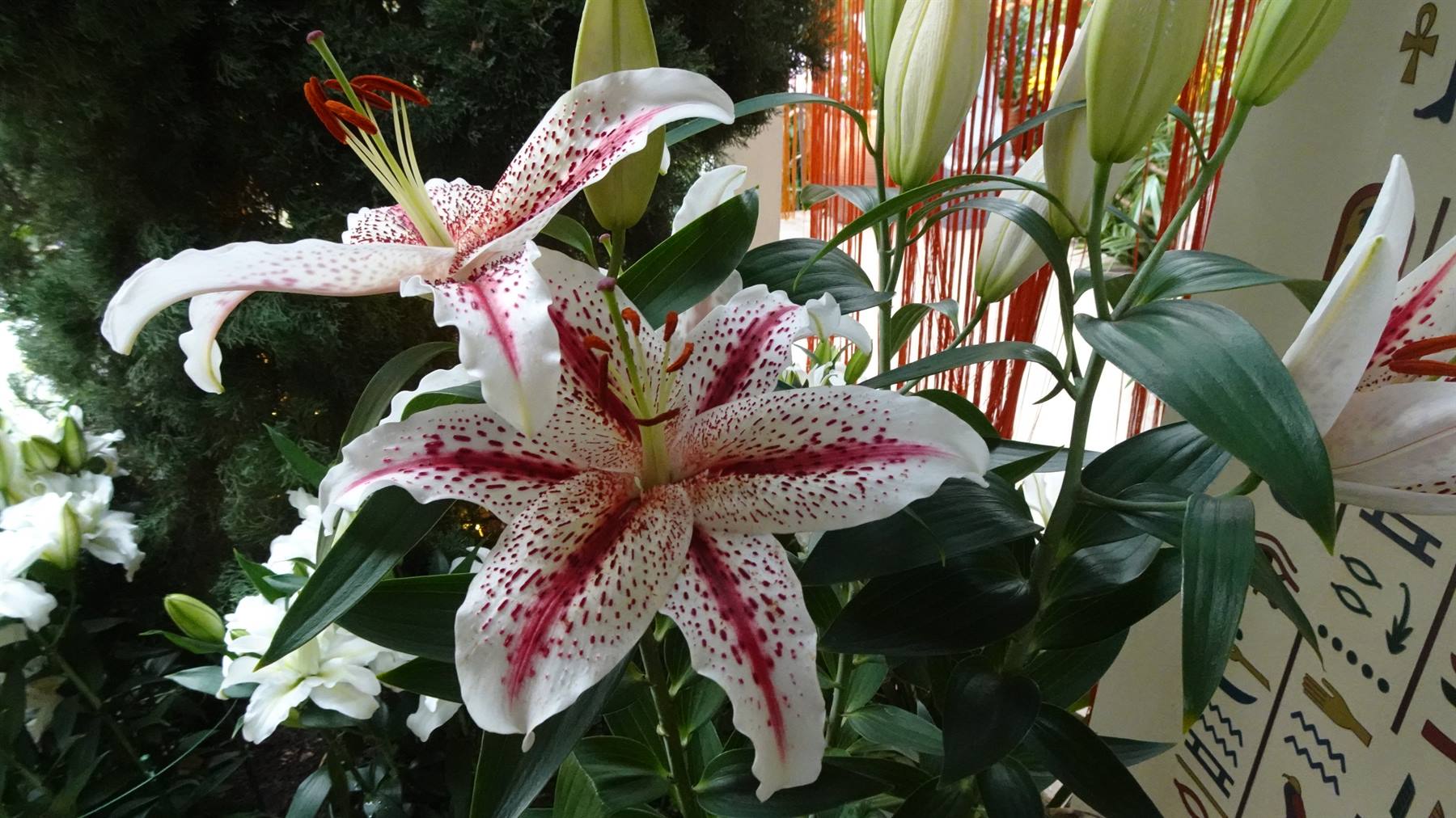Quel giglio bianco e rosa ha profumato tutta la nostra tappa di oggi.