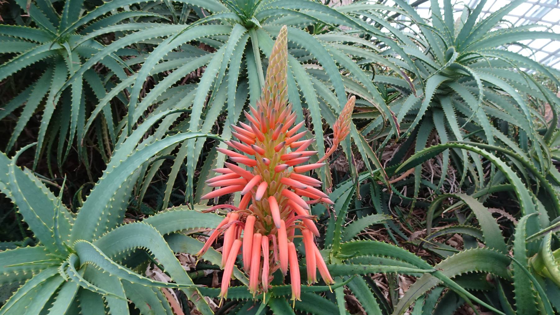 L'aloe fiorita, un sorriso corallo nel cuore della serra.