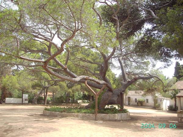 IL FAMOSO ALBERO ,NELLA CASA DI GARIBALDI.............
