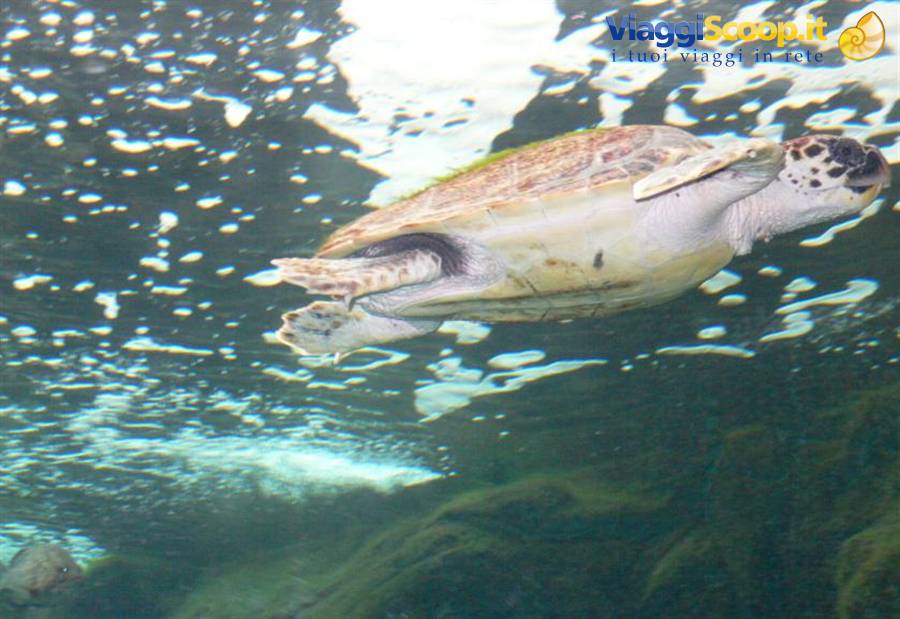 Cret@quarium