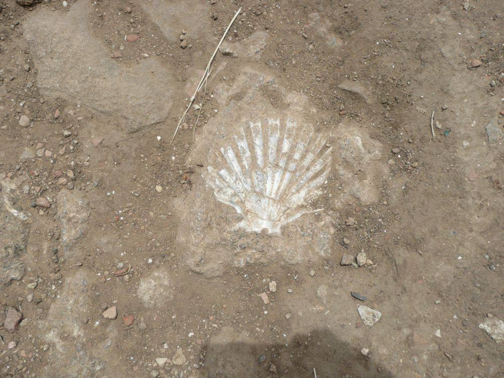 MORGANTINA - pietra da costruzione, conchiglifera