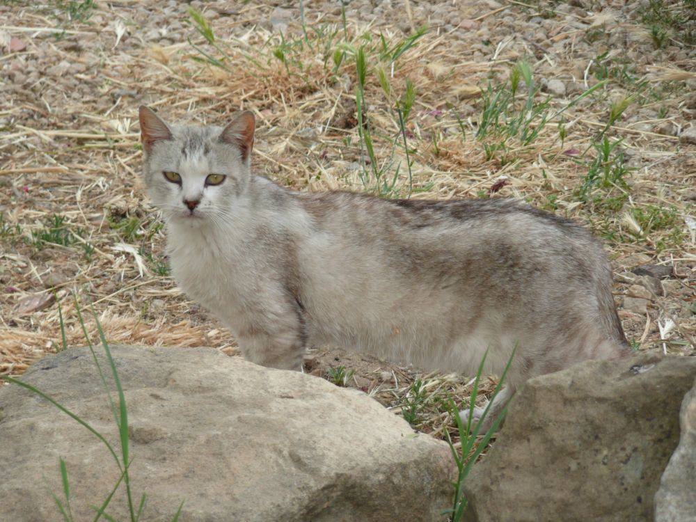 MORGANTINA - gatto morgese