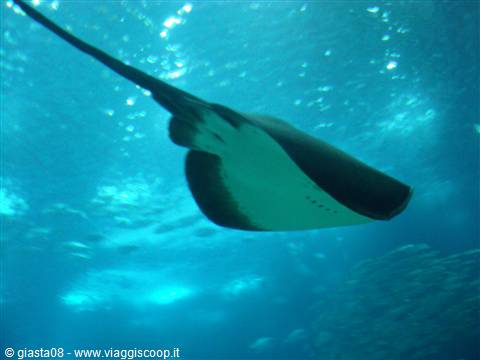 Manta-Oceanario-Lisbona