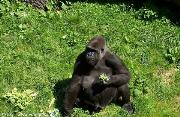Gorilla allo Durrell Wildlife Conservation zoo