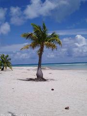 tratto di spiaggia a Tikehau