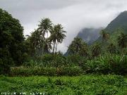 Tahiti