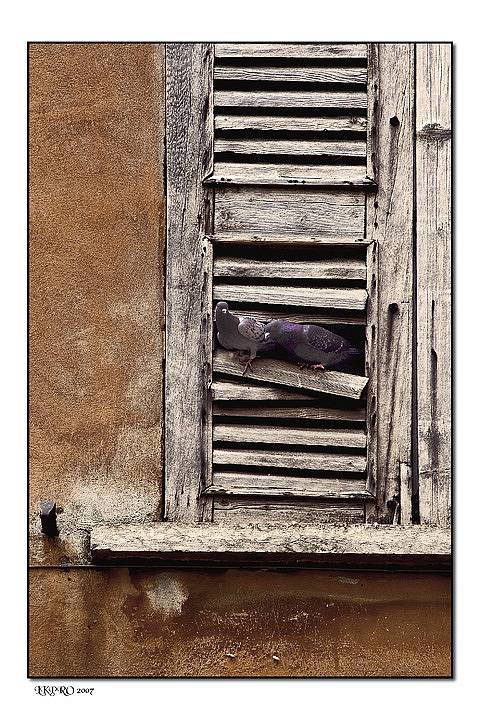 mantova