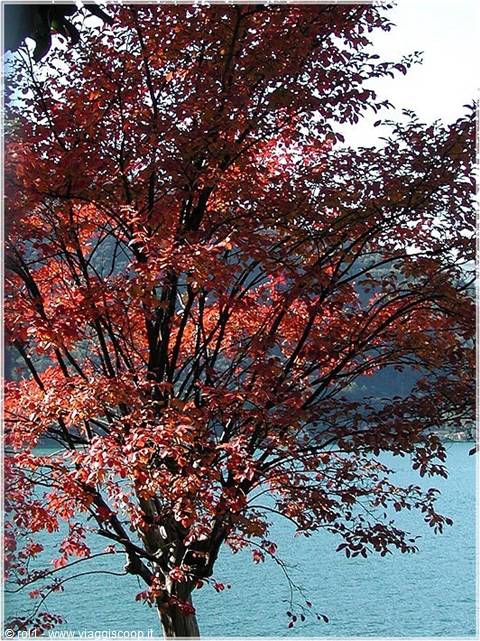 I colori dell'autunno