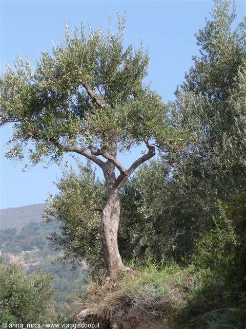 Alassio