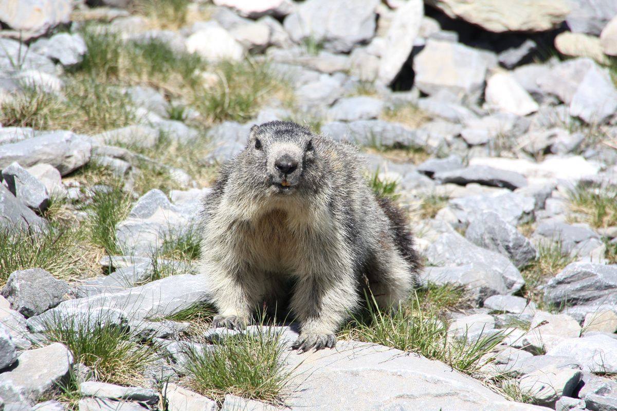 Col de la Vanoise Marmotta