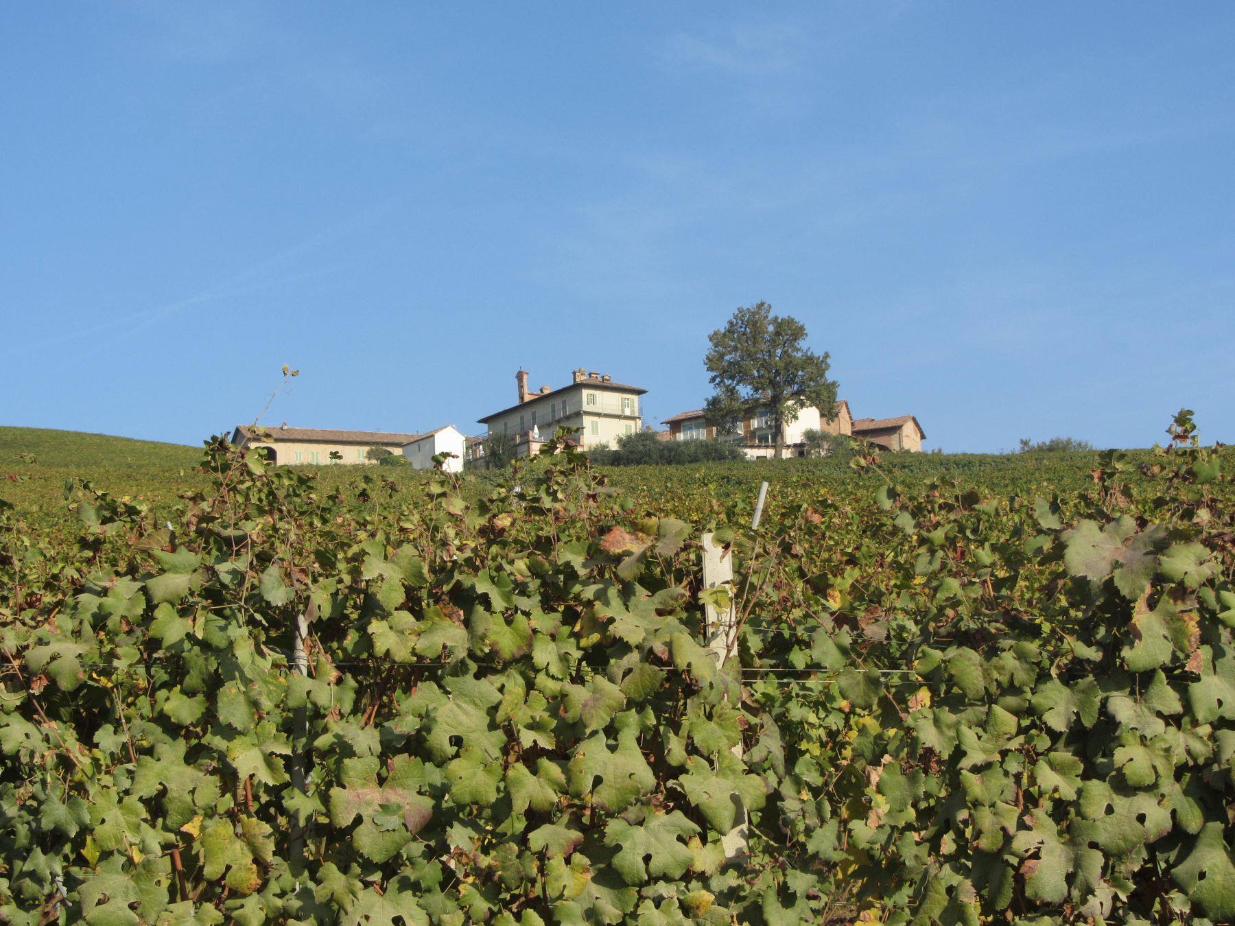 Langhe