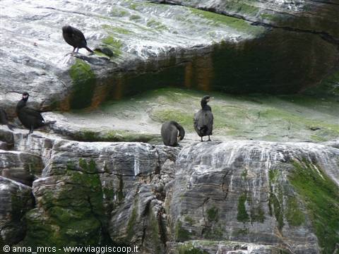 Cormorani