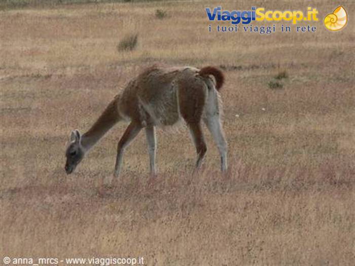 Guanaco