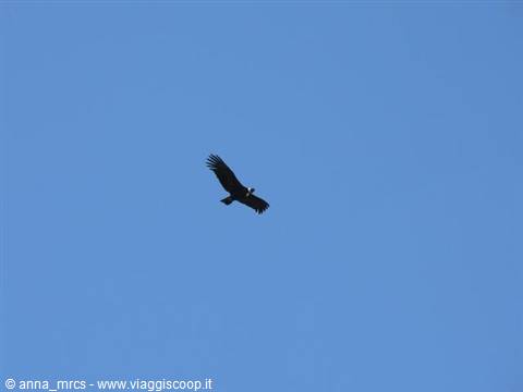 Condor delle Ande