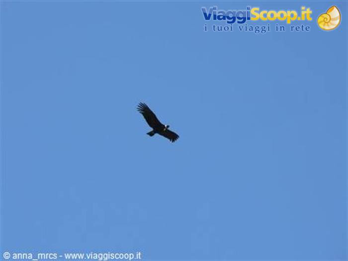 Condor delle Ande