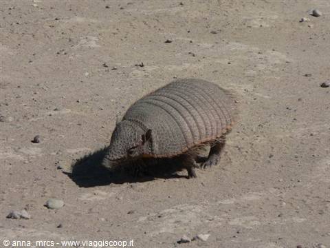 Armadillo