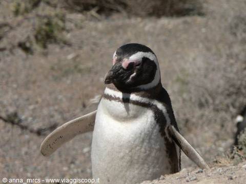 Pinguino di Magellano – Peninsula Valdes