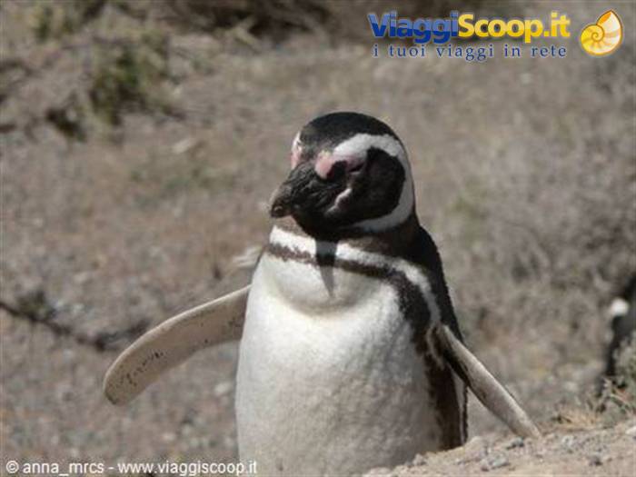 Pinguino di Magellano – Peninsula Valdes