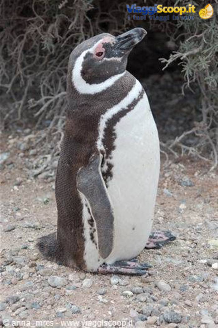 Pinguino di Magellano (Punta Tombo)