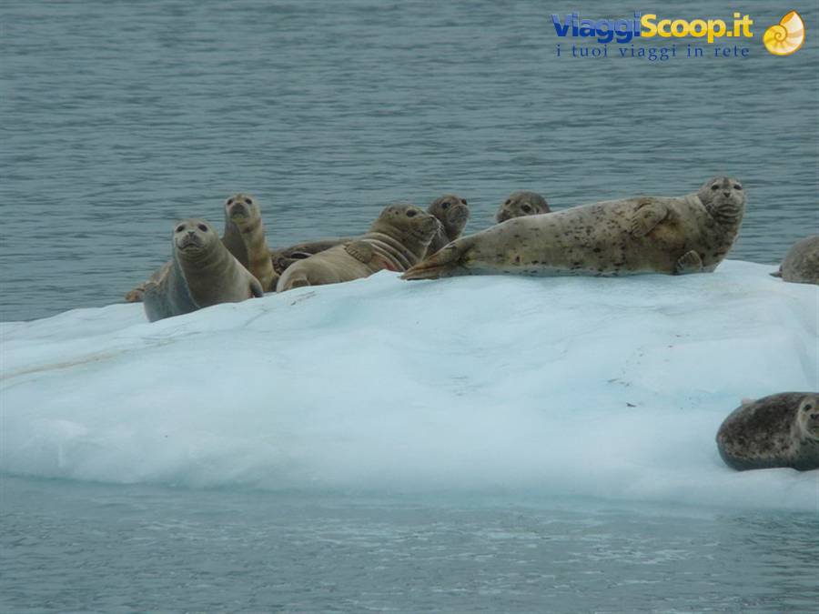 Foche - Prince William Sound