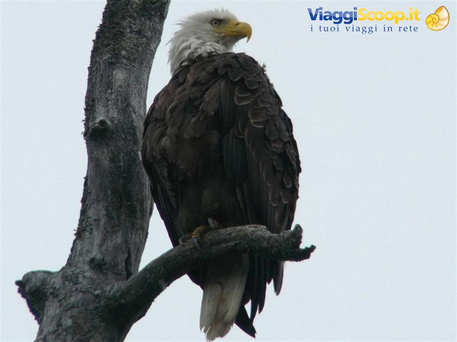 Aquila di mare a Valdez