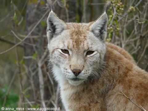 07 Lince