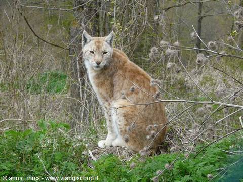 08 Lince