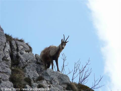 11 Camoscio d'Abruzzo